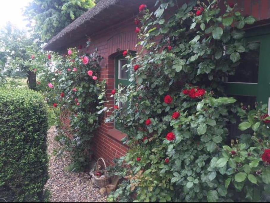 Reetdachhaus, Wilstermarsch Ferienhaus